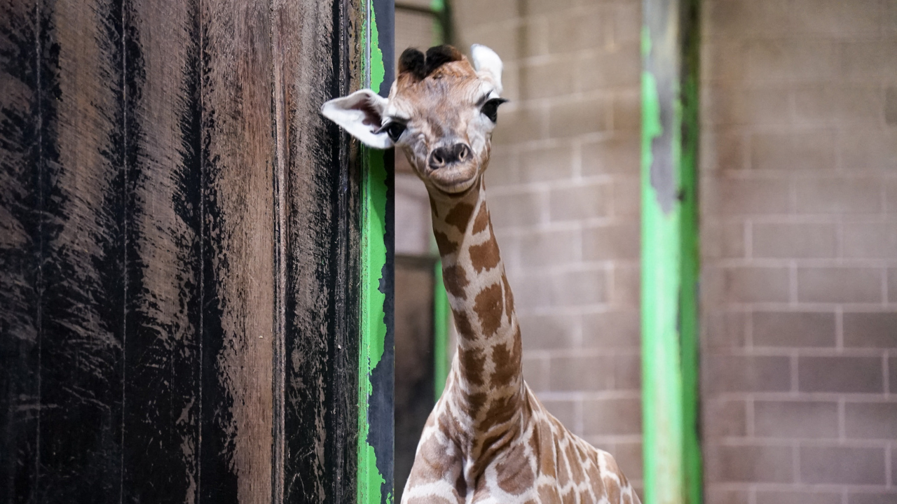 Can You Help Name Belfast Zoo's New Baby Giraffe | Local - Greatest ...