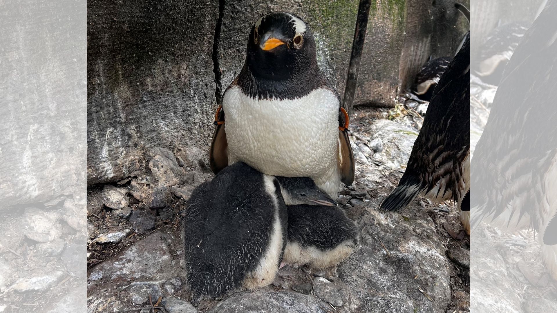 Penguin chicks latest attraction at Belfast Zoo