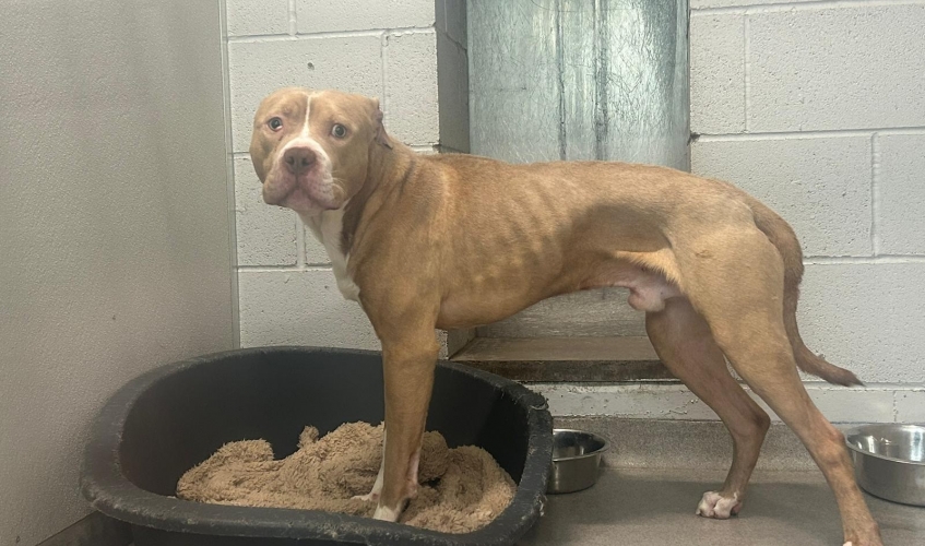 Dog abandoned after being 'kicked in the head' near Edinburgh train station