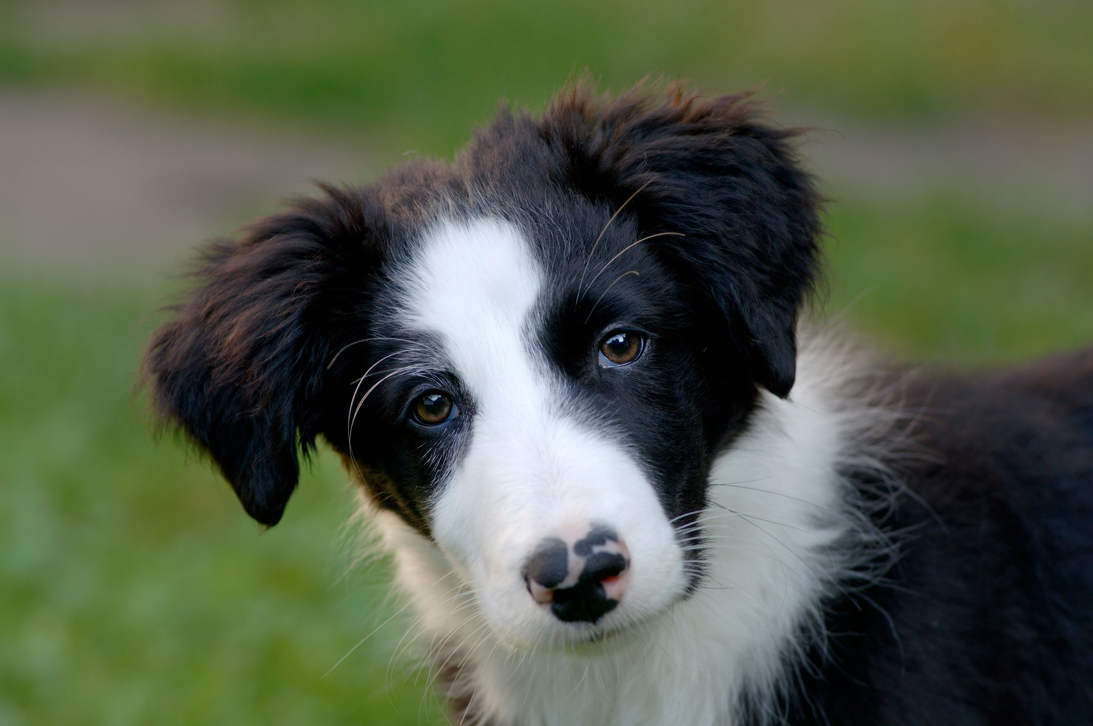 Kennel club border collie puppies hotsell