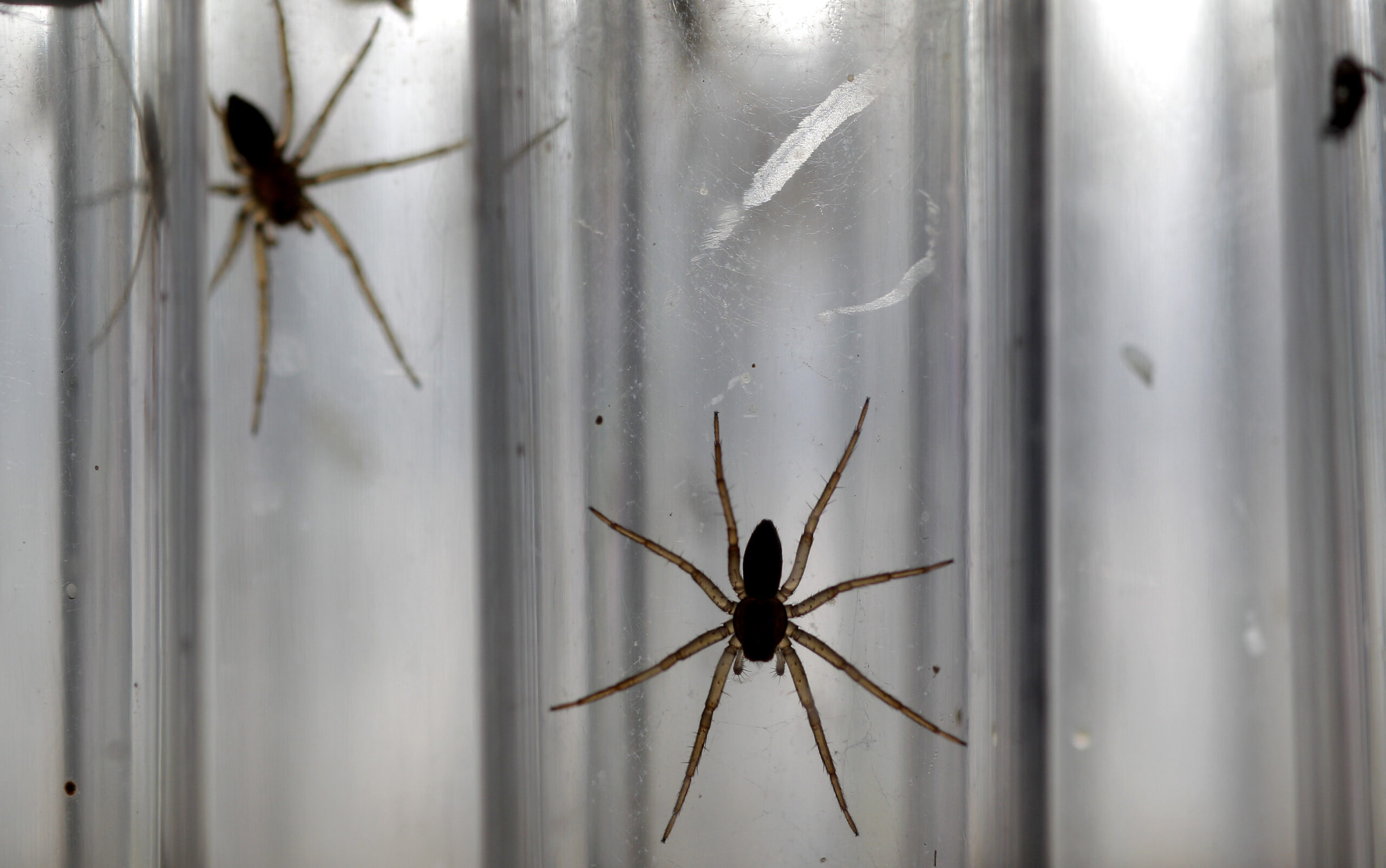 Conservation efforts bring UK's largest spider back from extinction
