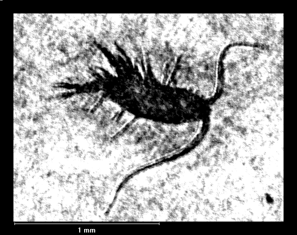 'Micro-Monsters' photographed in Loch Ness