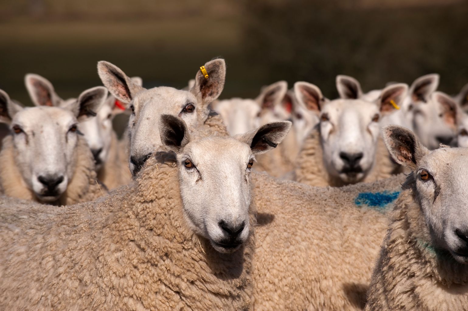 Police investigate theft of 40 sheep worth £5,400 from farm | News ...