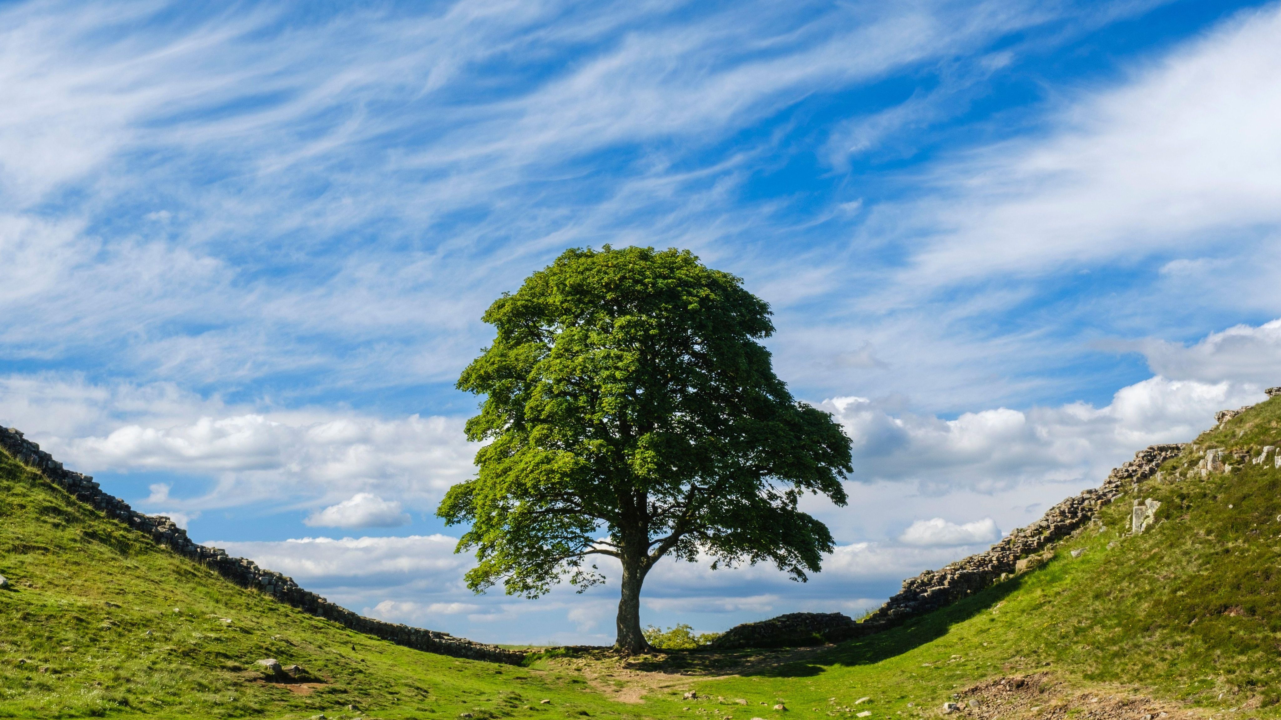 Sycamore Gap Tree Sycamore Gap Tree
