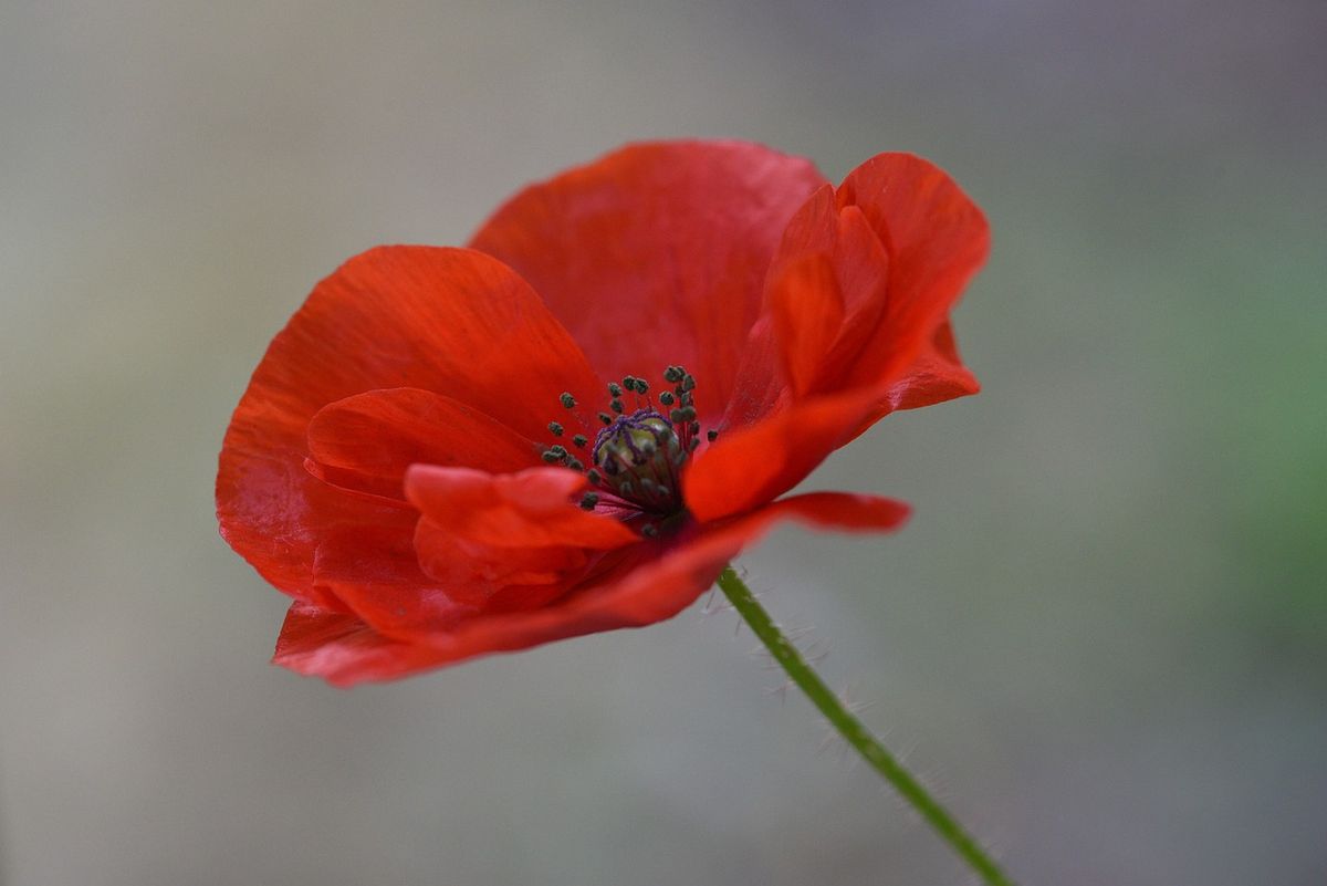Poppy Reason Call for more support with poppy appeal in North Yorkshire