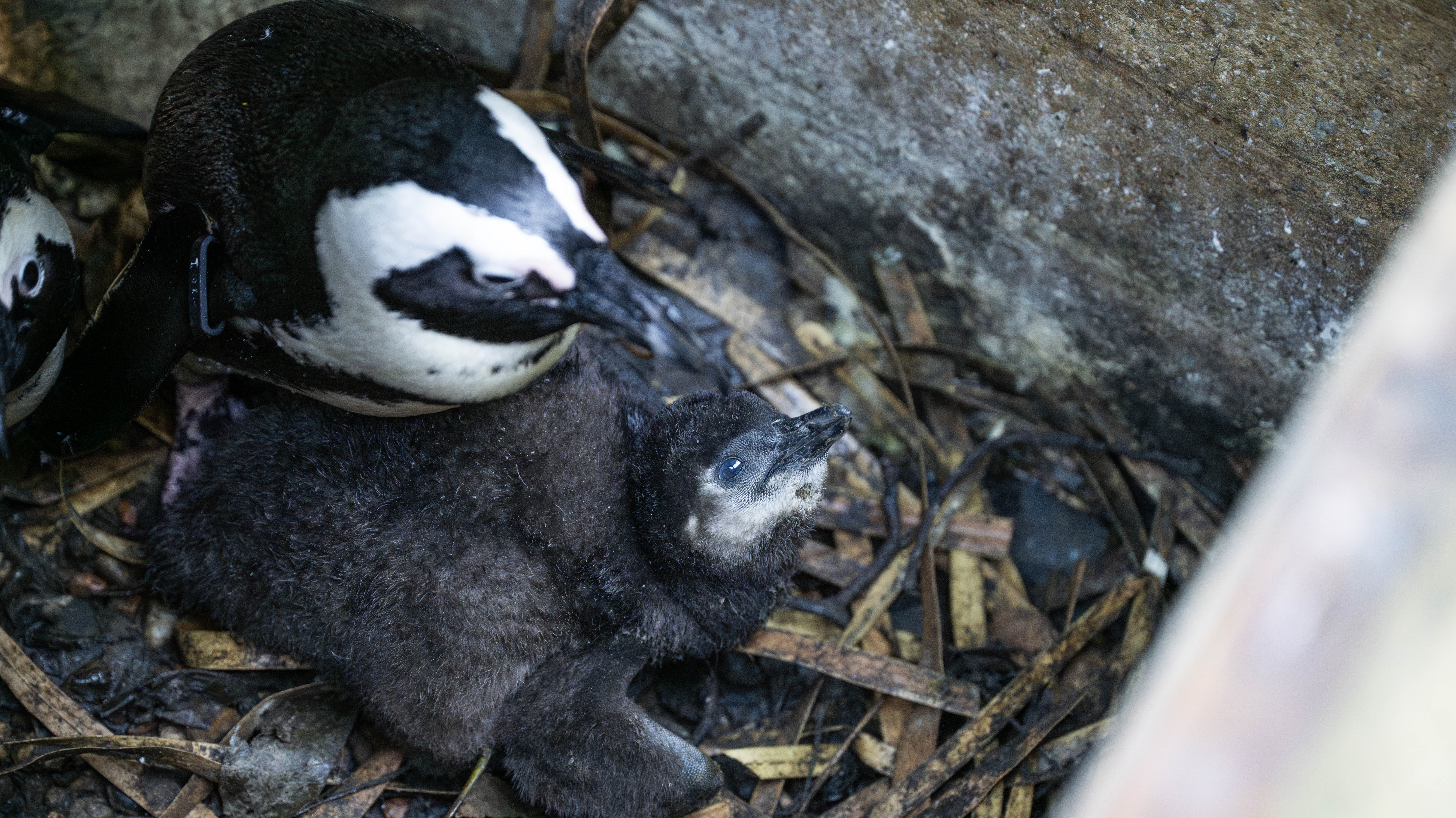 Hertfordshire Zoo Names Endangered 'mischievous' Penguin Chicks After ...