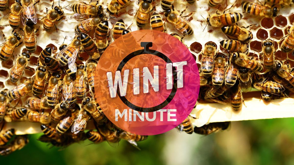 WIN IT MINUTE: How many eyes does a bee have? | Gaming - Northsound 1