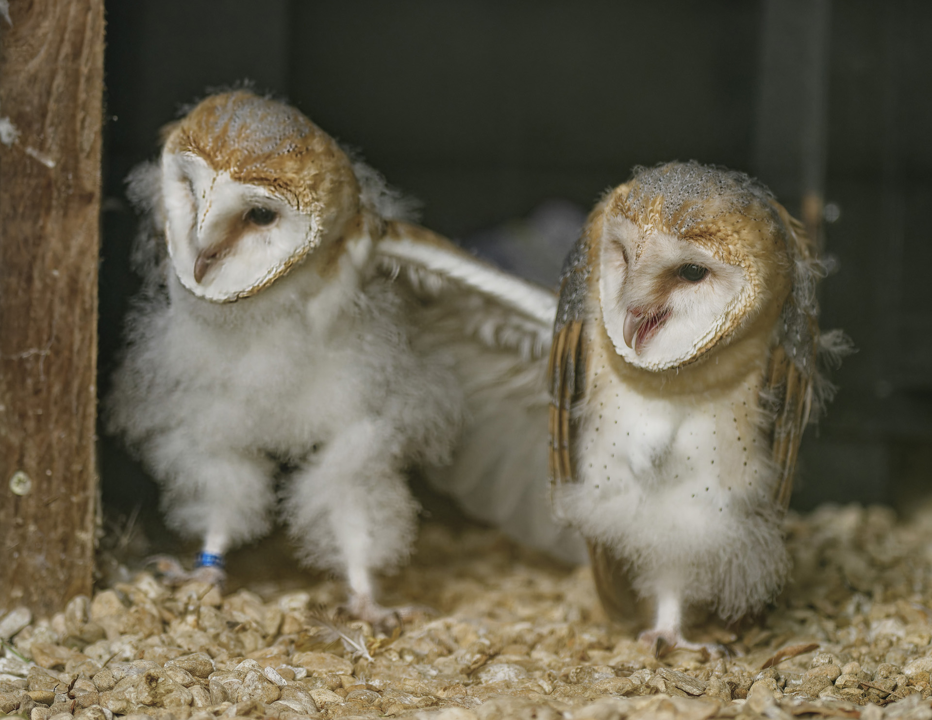 Life’s a hoot for new recruits at Hampshire bird of prey charity | News ...