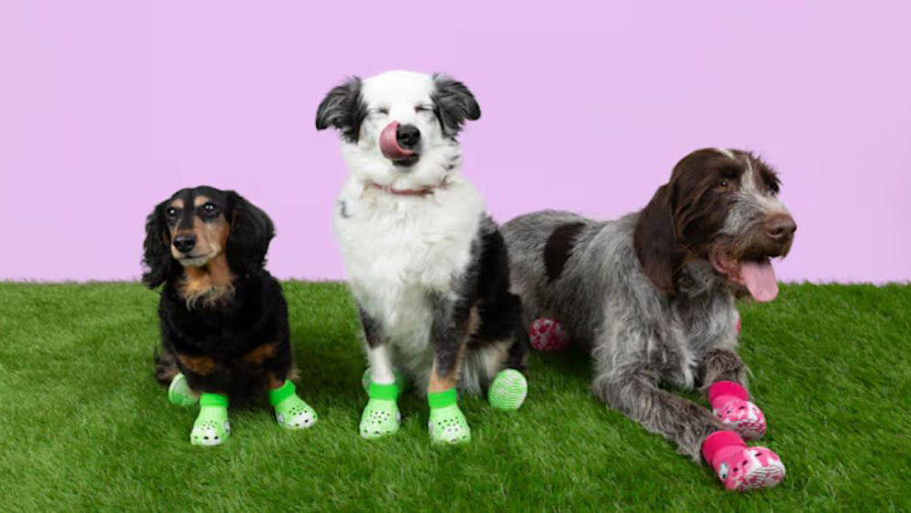 Crocs have released the cutest shoes for dogs in two colours