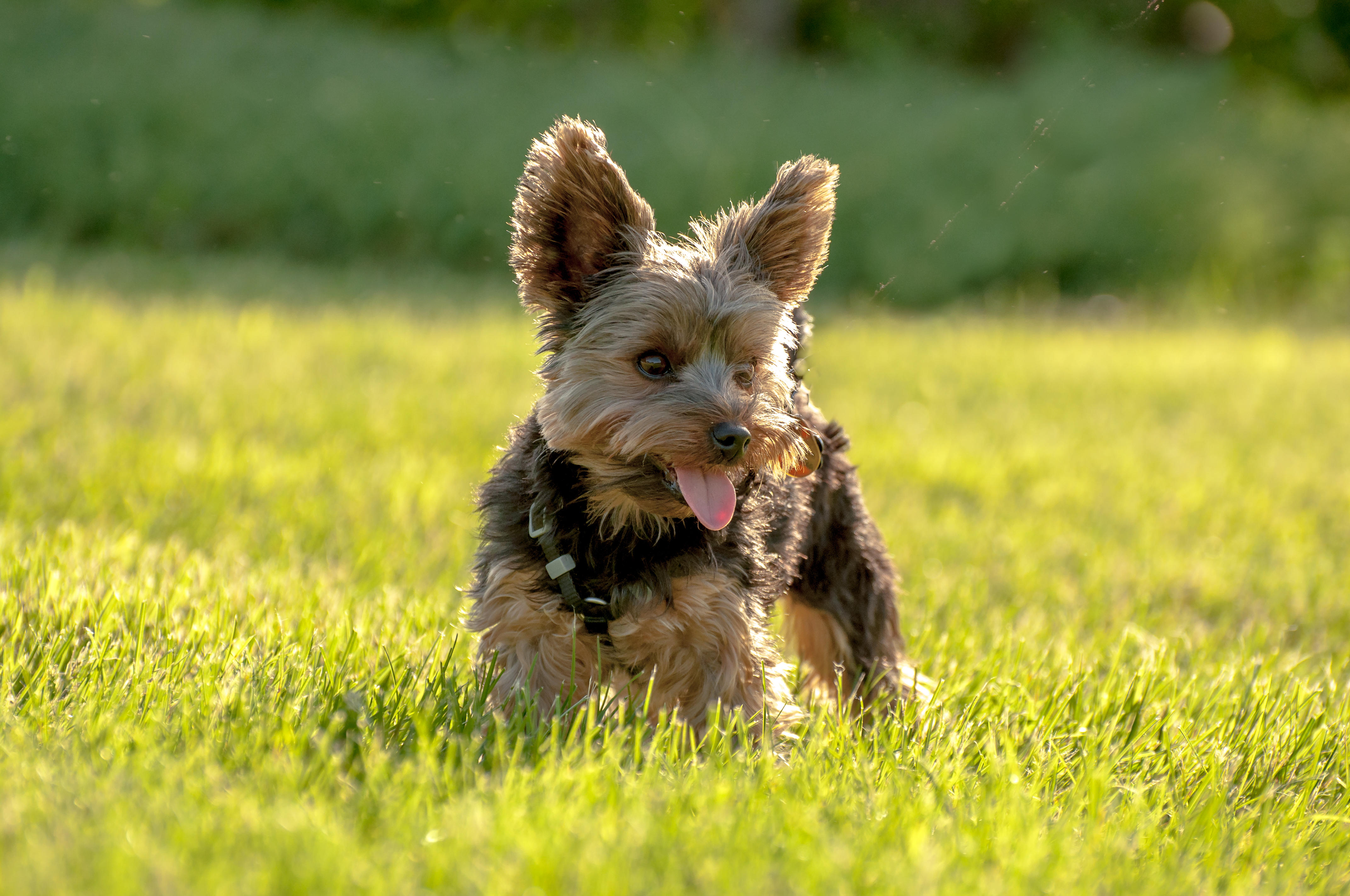 Leeds bailiff loses bid to take emotional support dog to work News Greatest Hits Radio (West