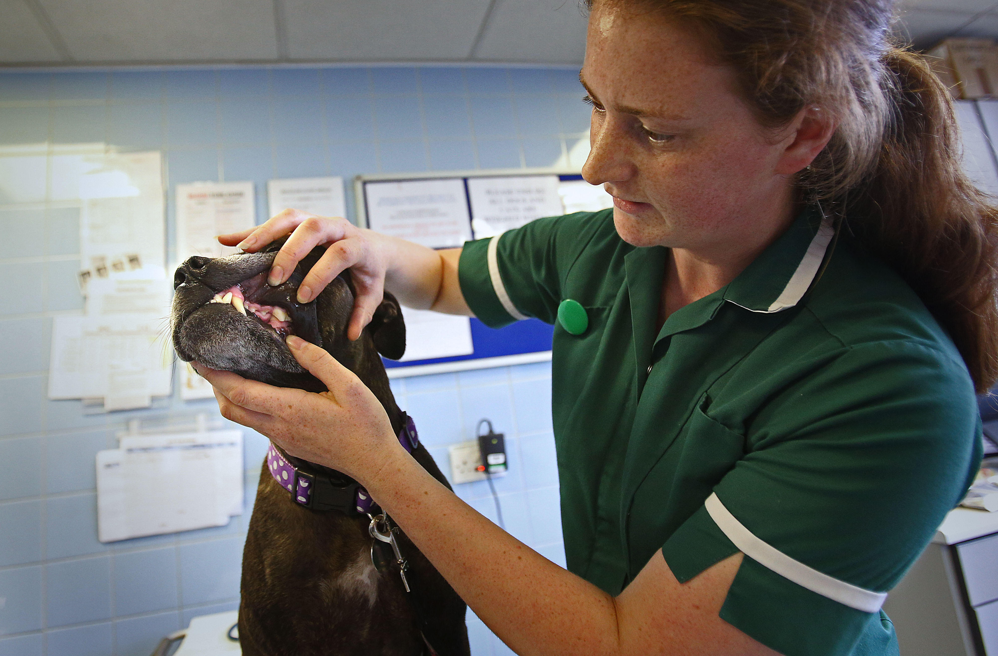 Air pollution thought to increase vet visits for Dorset cats and dogs