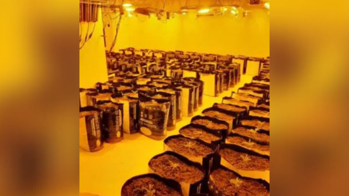 Somerset man arrested after cannabis farm found in disused shop