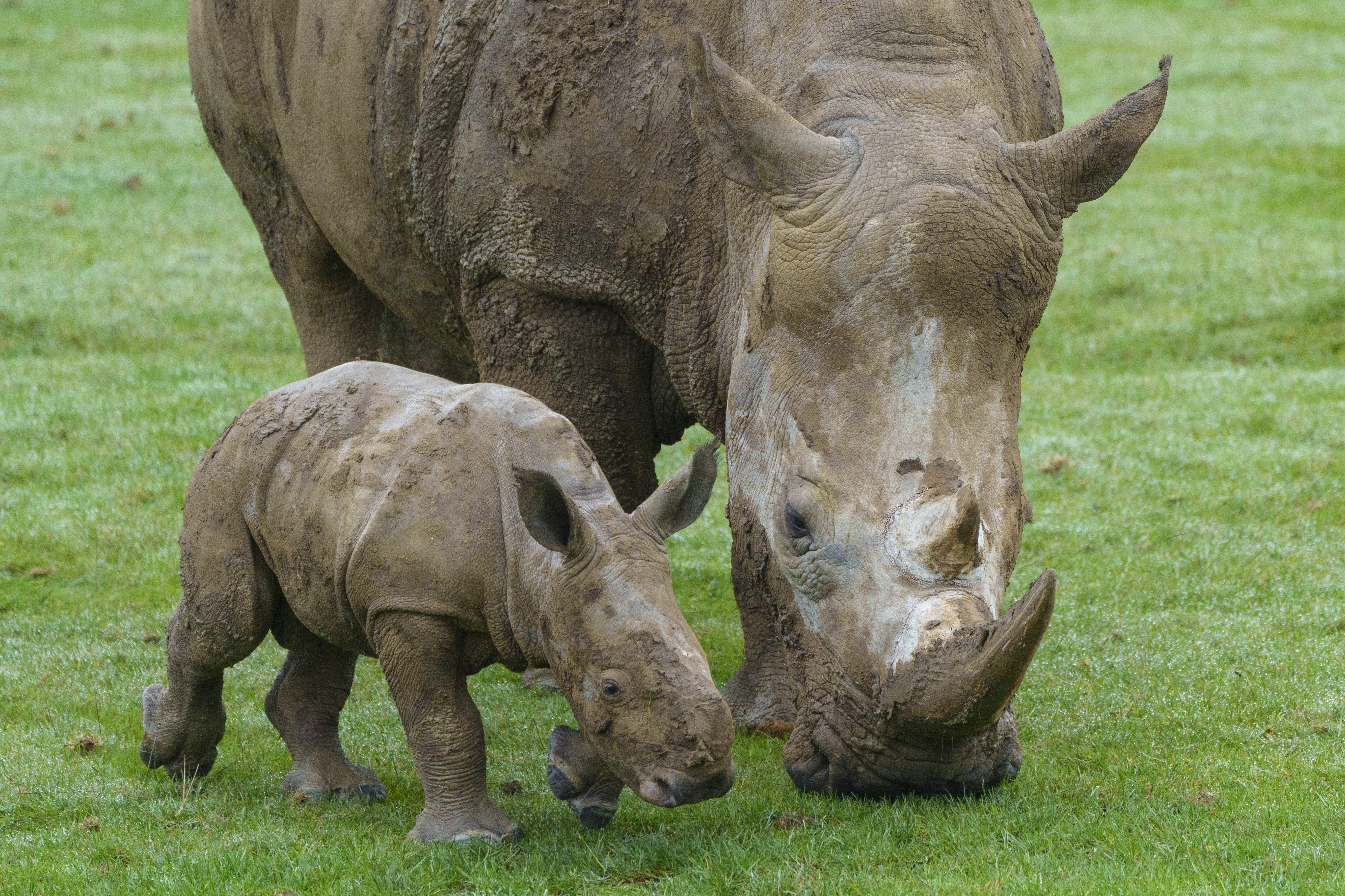 Whipsnade Zoo reveal name of new baby rhino | News - Greatest Hits ...