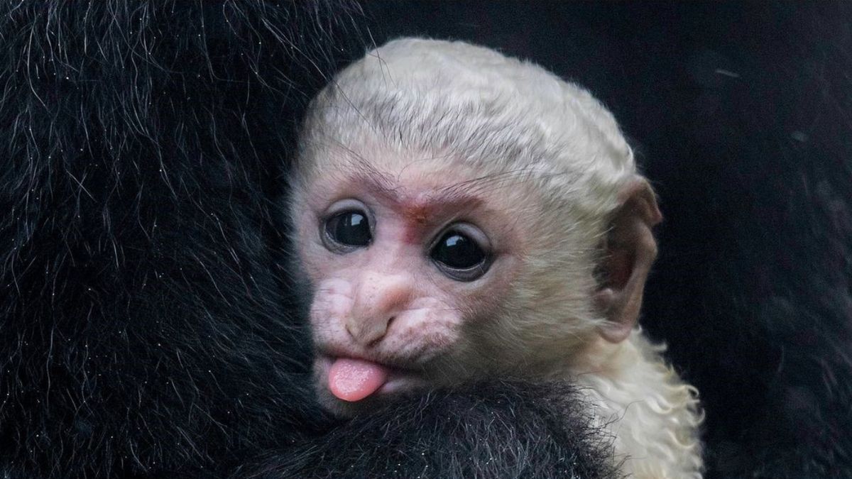 Belfast Zoo welcomes adorable baby colobus monkey 'Akinya' | News - Cool FM