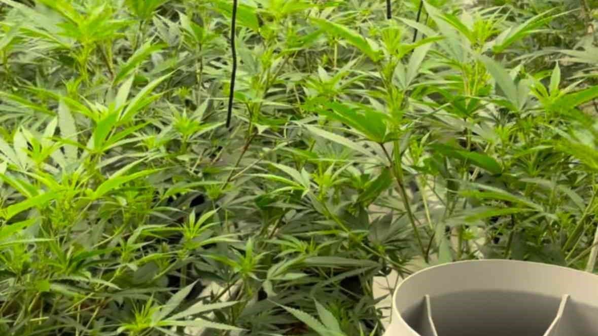 Man jailed after Peterborough Police find cannabis factory worth £ ...