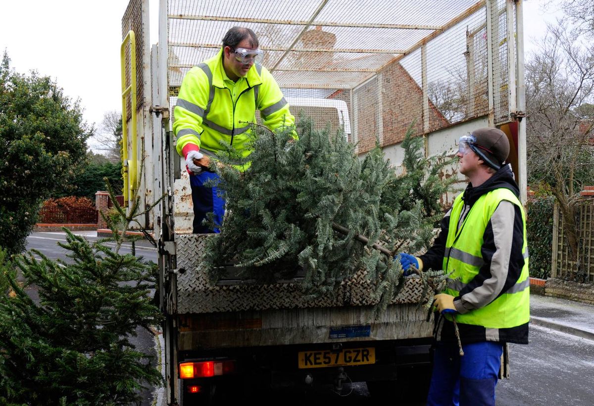 Charity expands Xmas tree recycling campaign