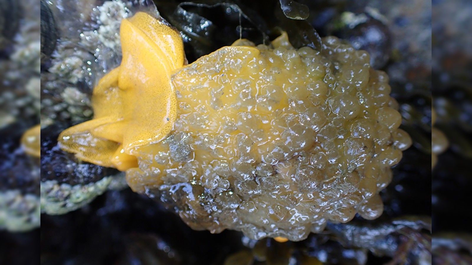 Rare sea slug discovered in Chichester Harbour for first time | News ...