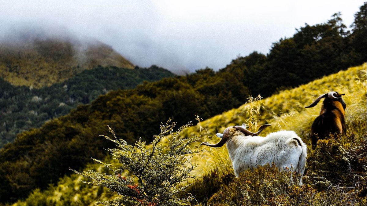 Apollo Goats Escaped goat from Kent returns in Christmas miracle