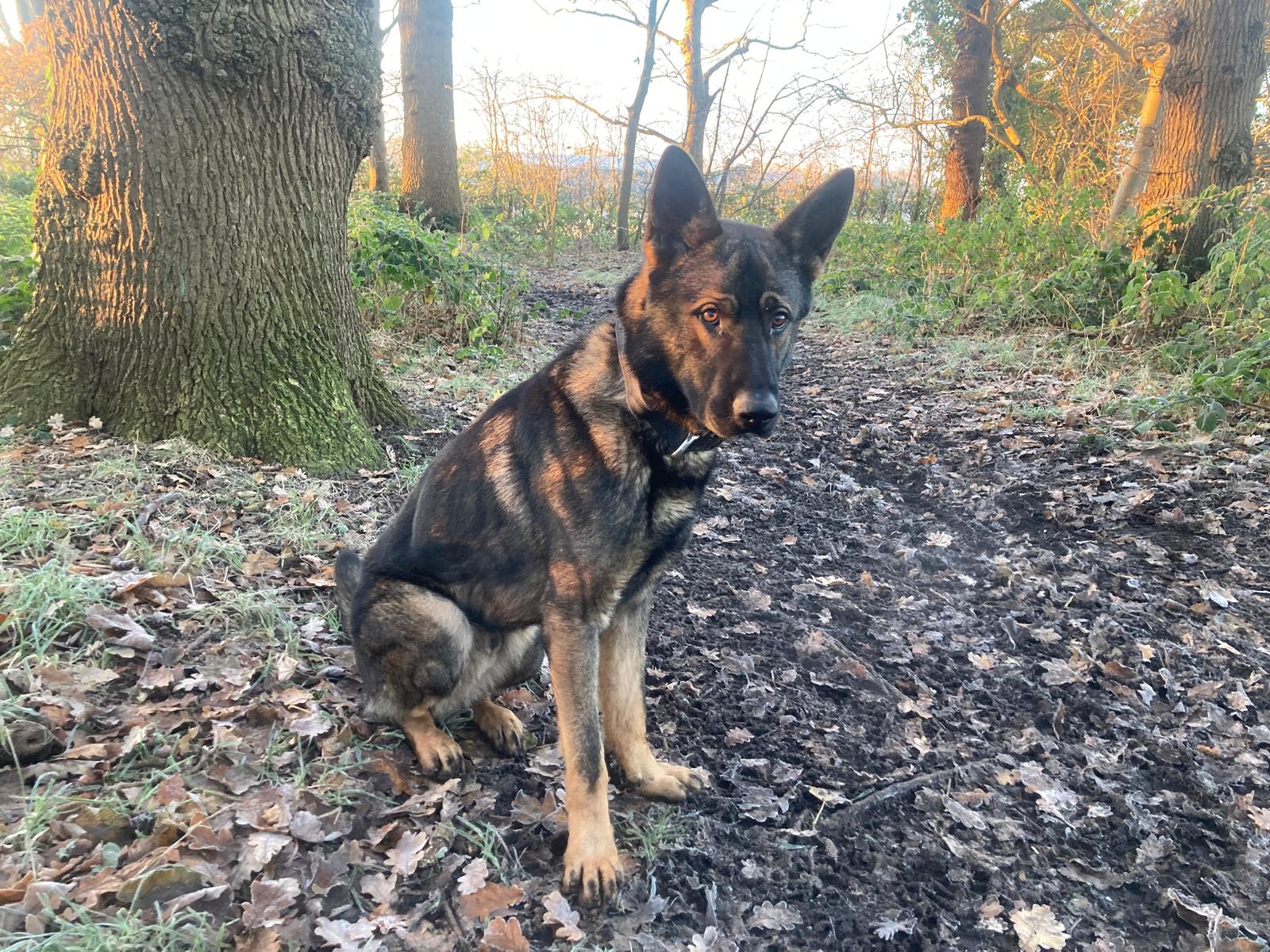 Police dog helps arrest suspect over cash box robbery in Ashton