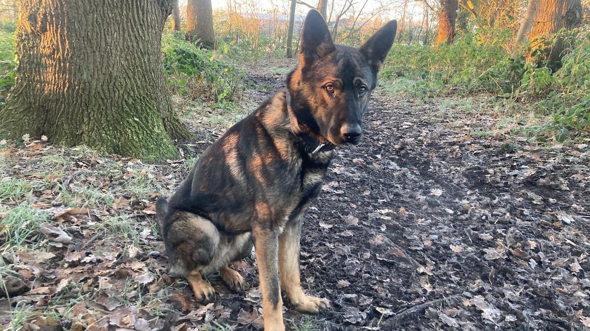 Robbery Dog Police dog helps arrest suspect over cash box robbery in Ashton