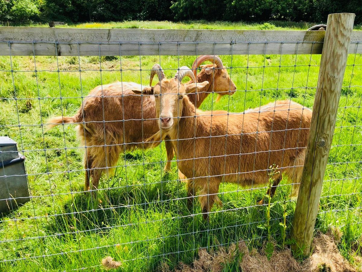 Apollo Goats Oxfordshire Farm suffers spate of anti-social behaviour