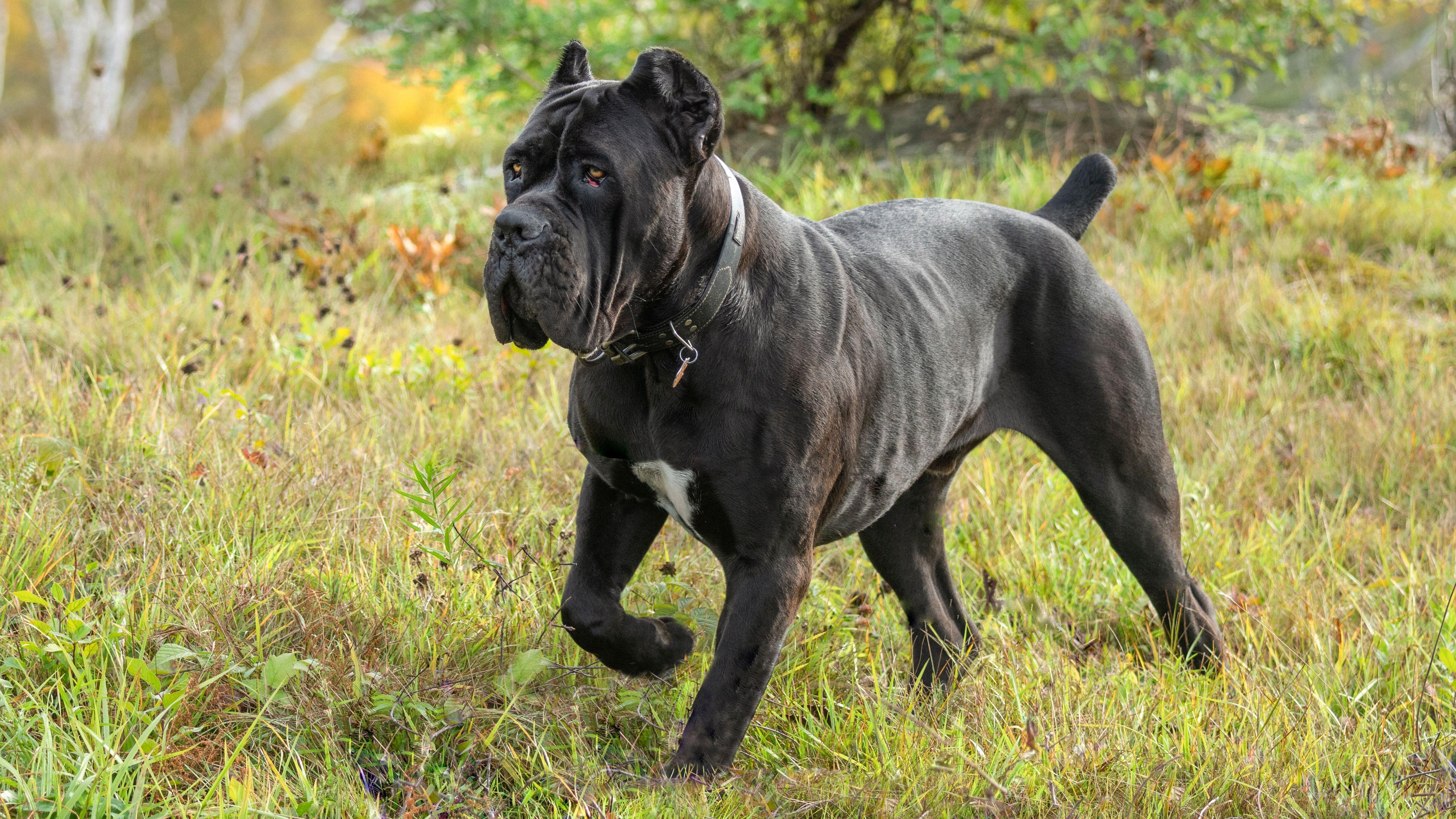 South Yorkshire police 'concerned' about rising number of dog attacks ...