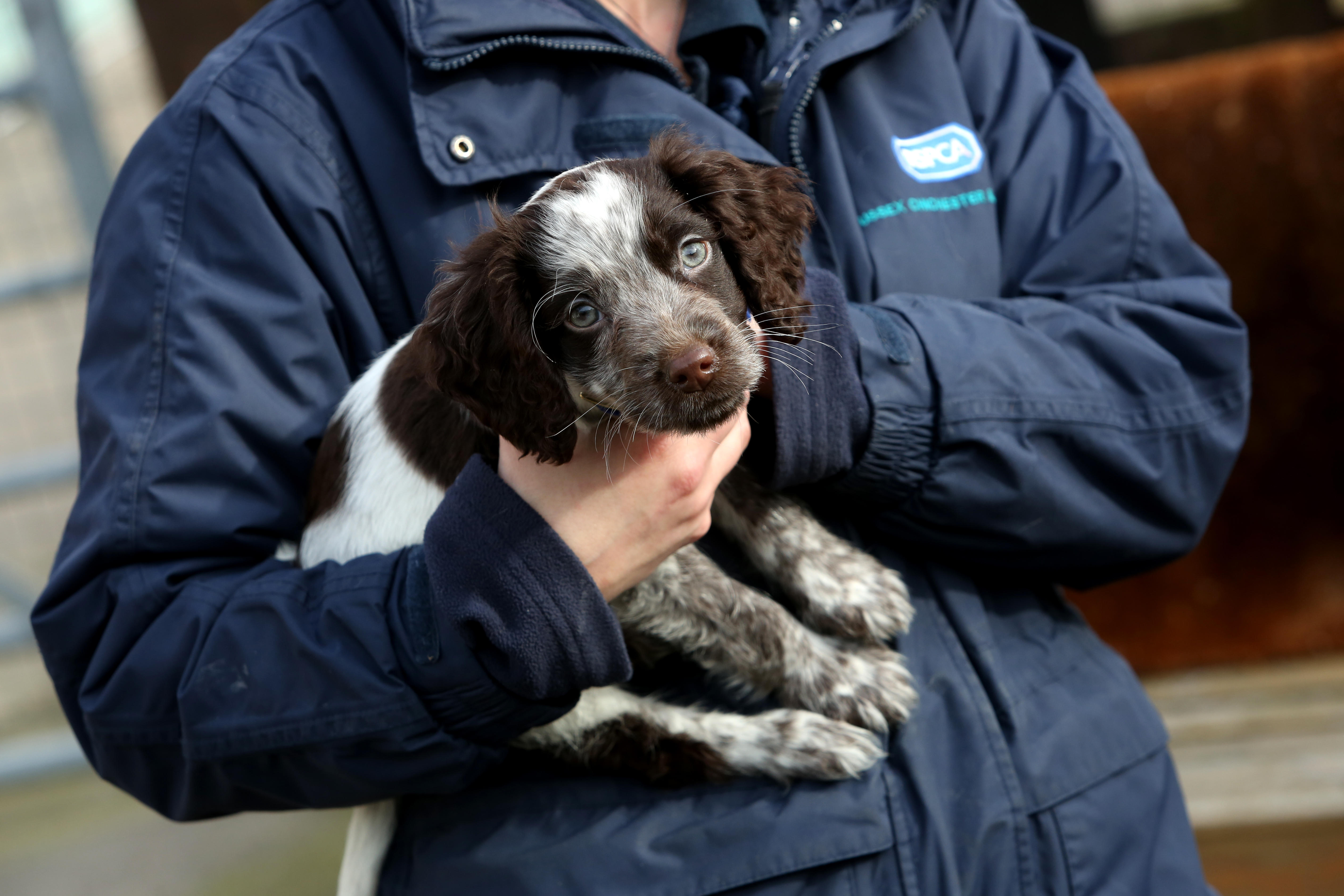 People urged to join the RSPCA’s Big Conversation - but you need to be ...