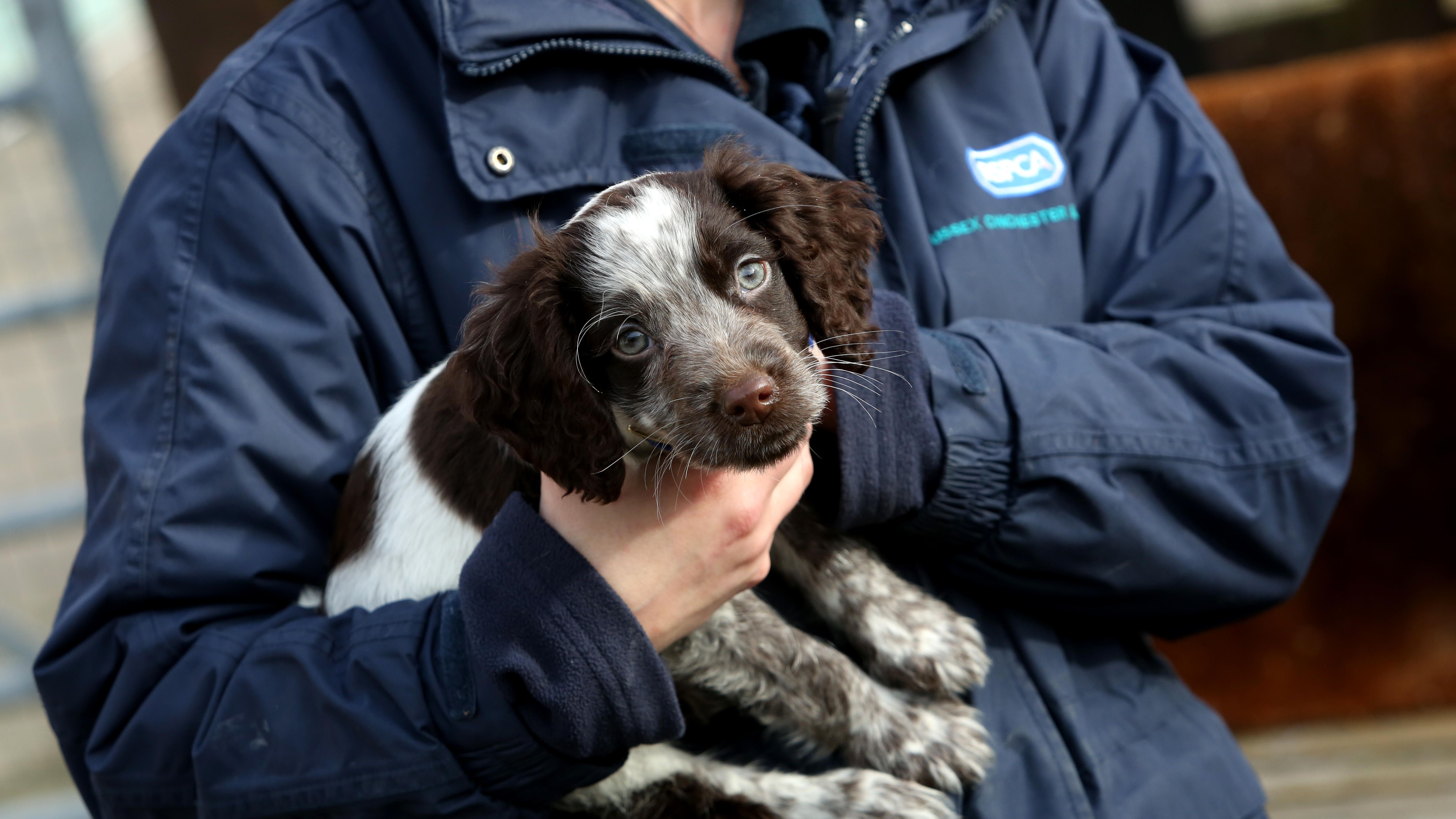 Dominque Page Rspca People urged to join the RSPCA’s Big Conversation - but you need to be ...
