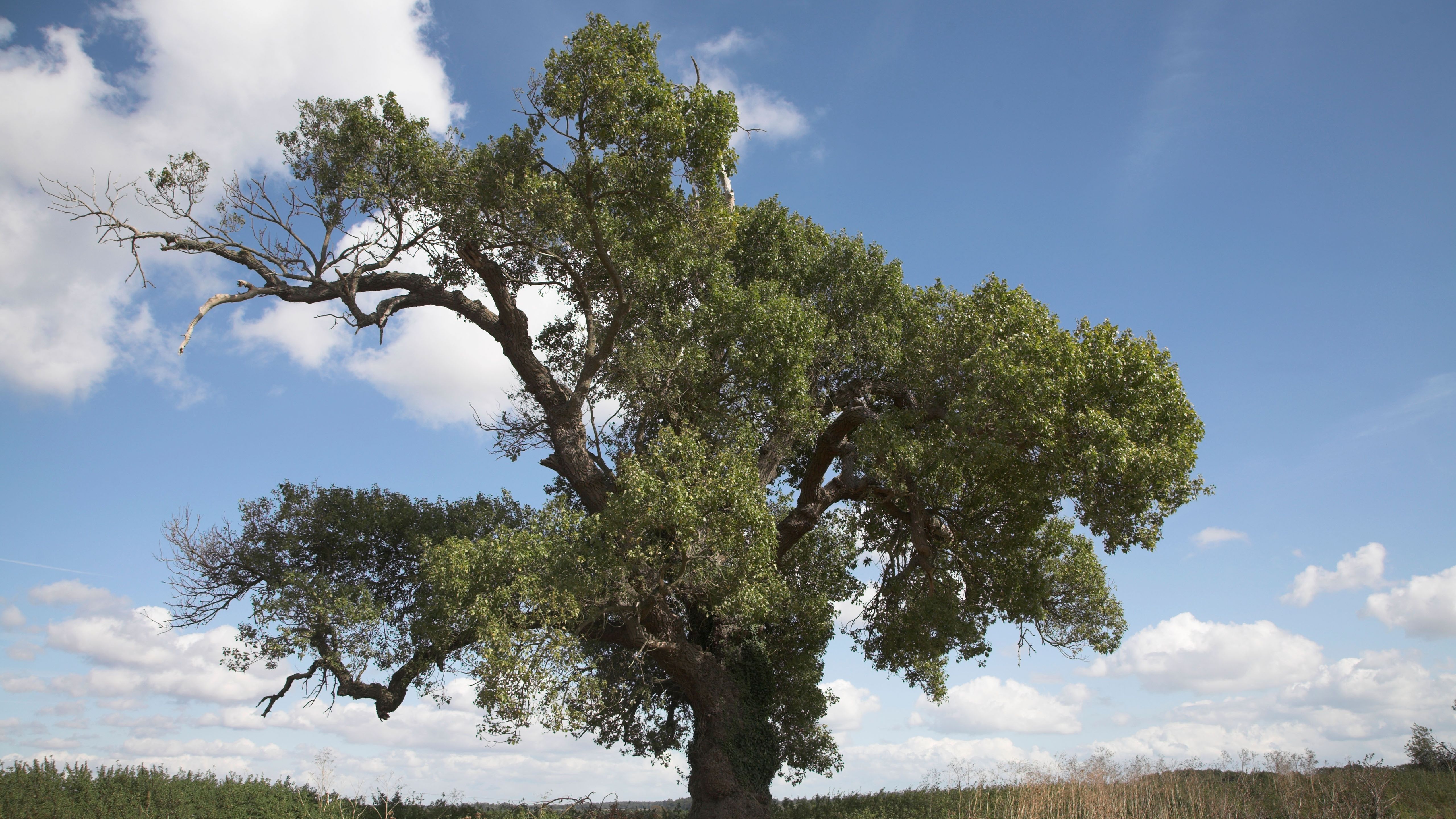 Britain's rarest native tree takes root in Killerton | News - Clyde 1