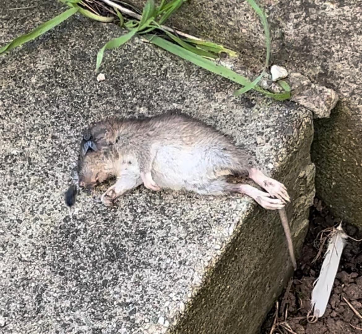 Glasgow man forced to flee flat after rats chew though toilet pipes