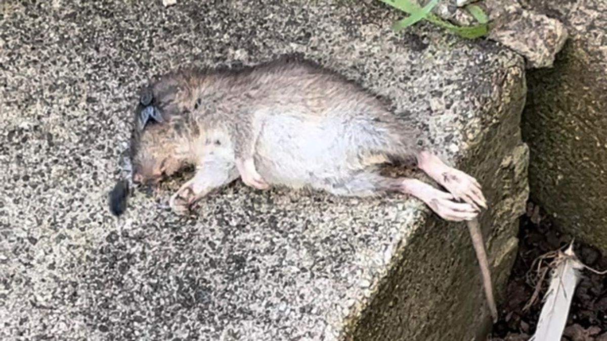 Apollo Rat Glasgow man forced to flee flat after rats chew though toilet pipes