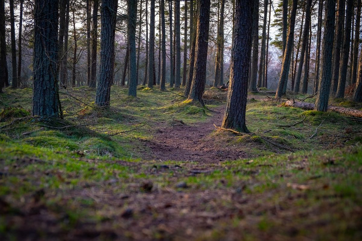 New forest to be created across the West of England | News - undefined