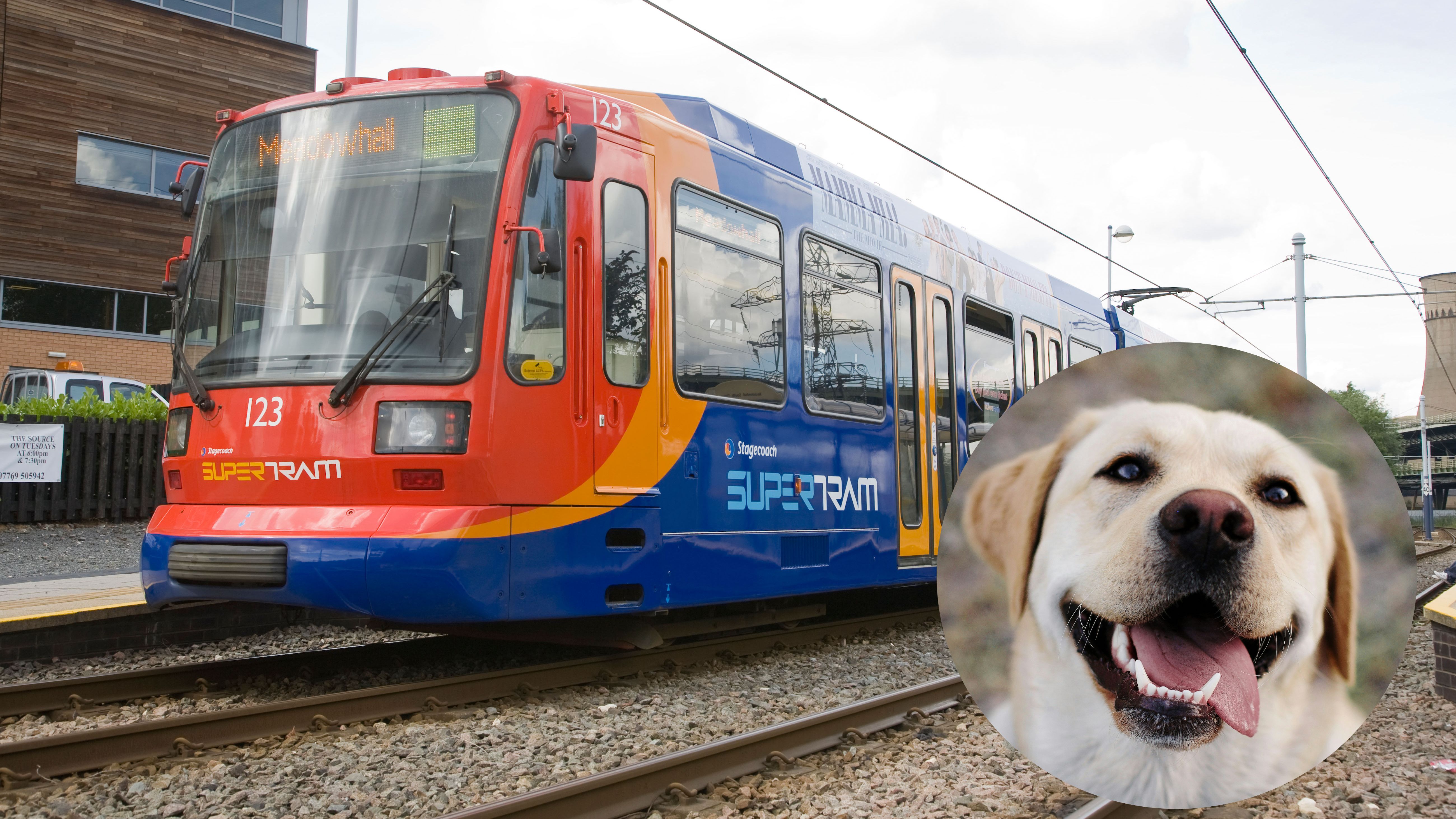 Lady and the tram: Dogs on Supertram trial launched in Sheffield | News ...
