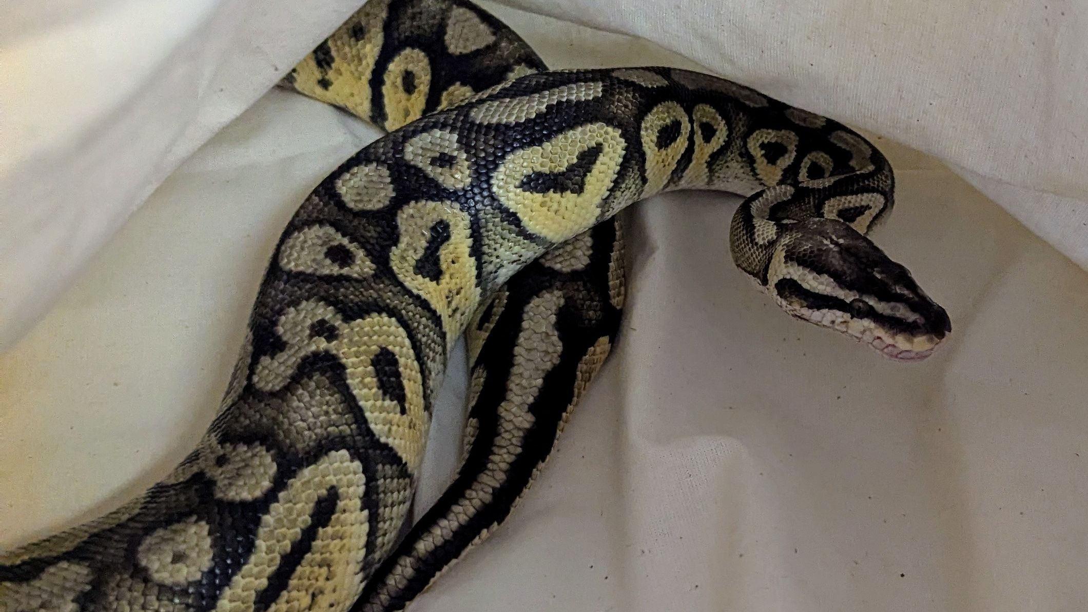 Four foot python found in field near Bridport