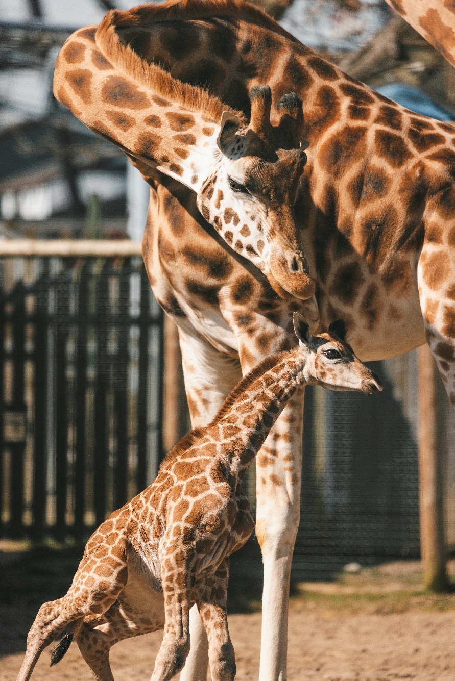 Rare baby giraffe born at a North Yorkshire zoo