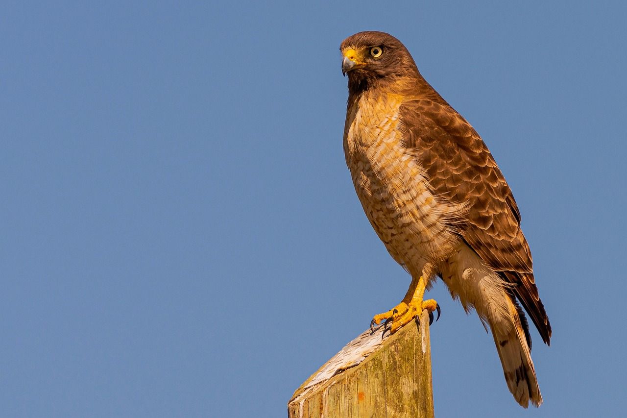 Hawk that attacked villagers in Hertfordshire to be retrained