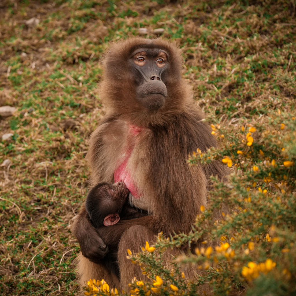 Yorkshire Wildlife Park announce arrival of adorable baby Gelada Monkey ...