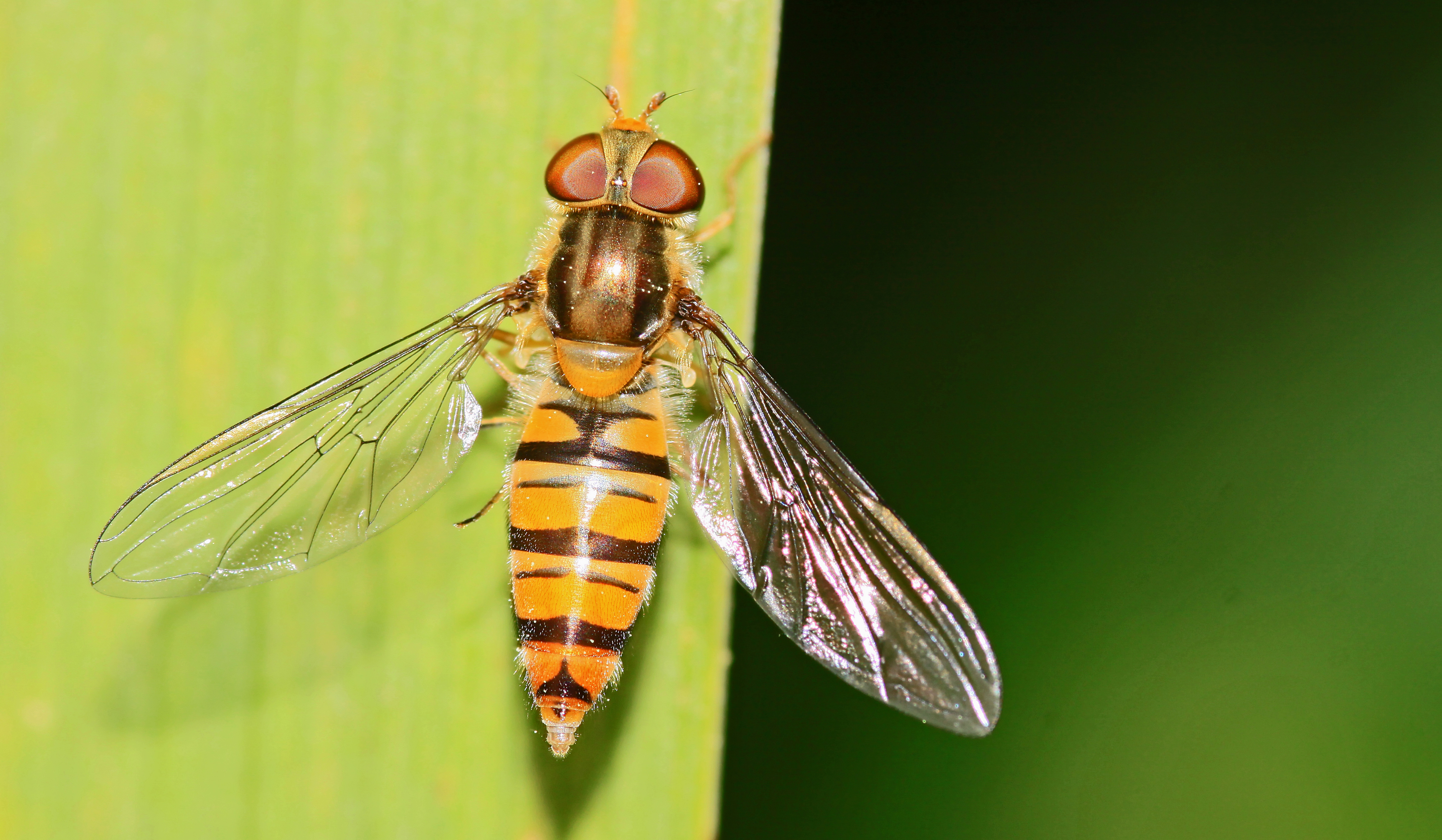 Worcestershire Wildlife Trust calling on people to help save red listed ...