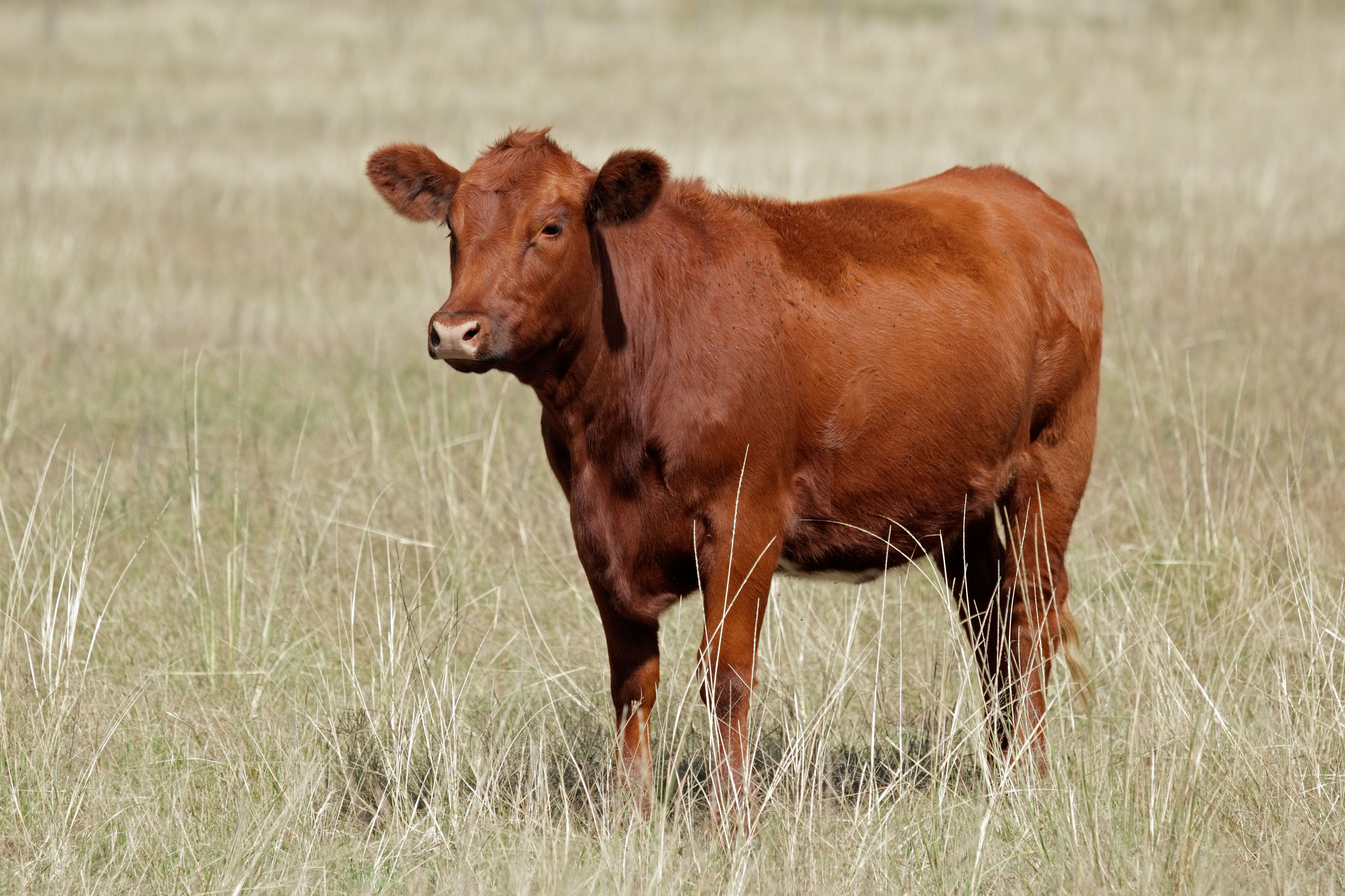 Five cows stolen from Devon farm