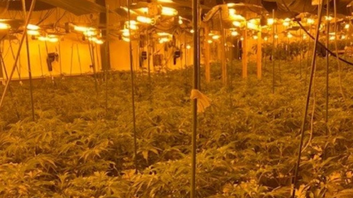 Two men charged after £405,000 worth of cannabis seized in Hull