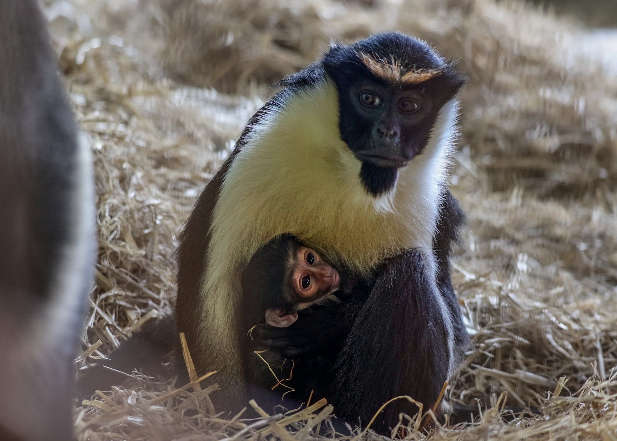 Paignton Zoo monkey defies medical odds to have baby | Devon News
