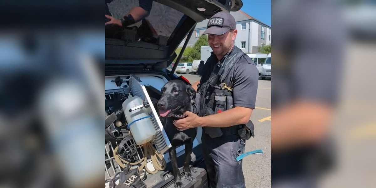 Drug dog Jasper visits schools in Cornwall to deter illegal drug use
