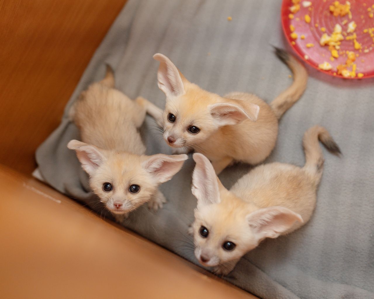 Longleat Fennec Fox kits 'doing well' say keepers