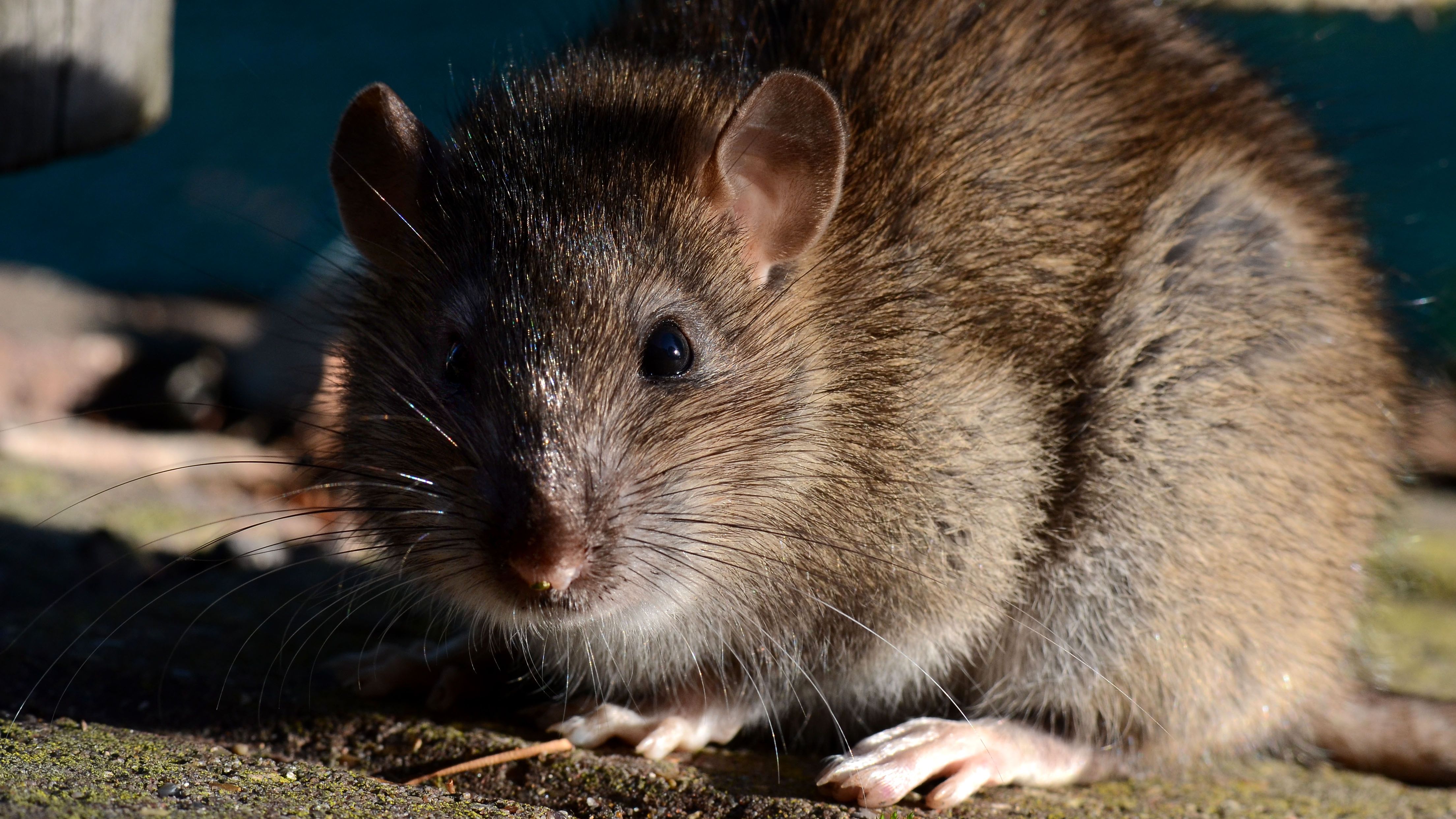 Apollo Rat Investigation underway after dozens of rats spotted near Londonderry ...