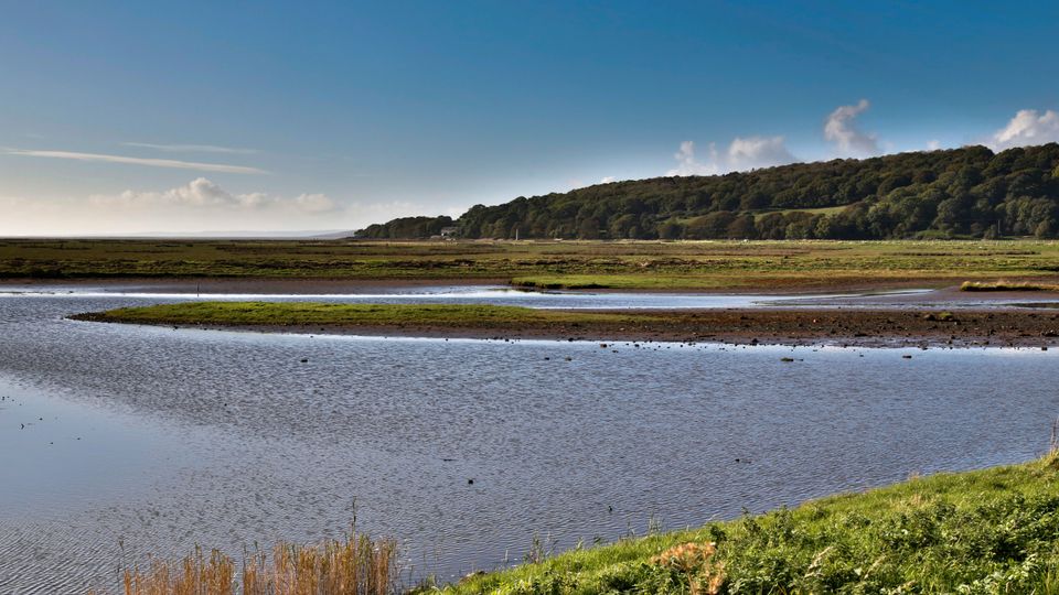 Leighton Moss; RSPB Reserve; Saltmarsh; Lancashire; UK