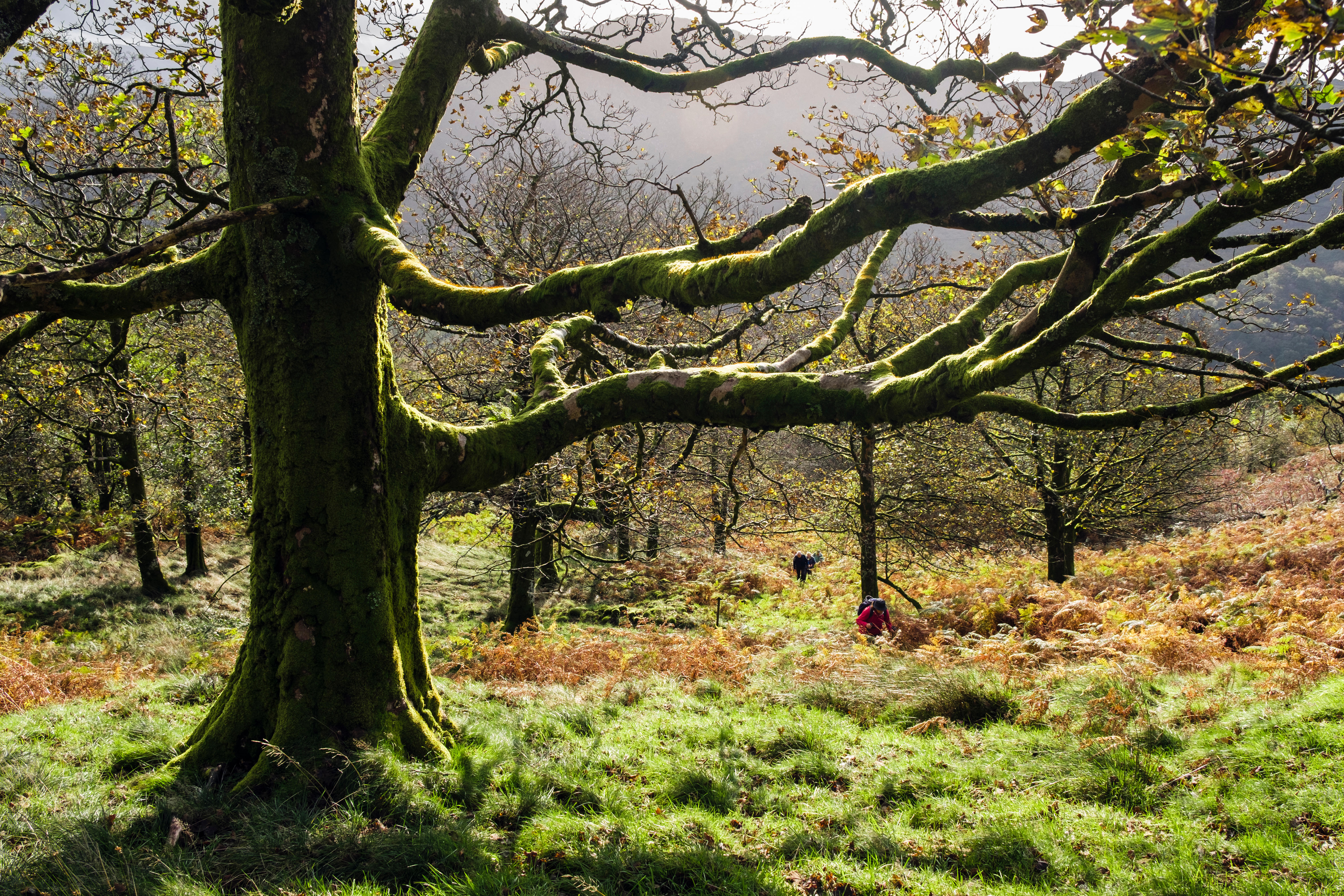 10 woodland sites join National Forest for Wales