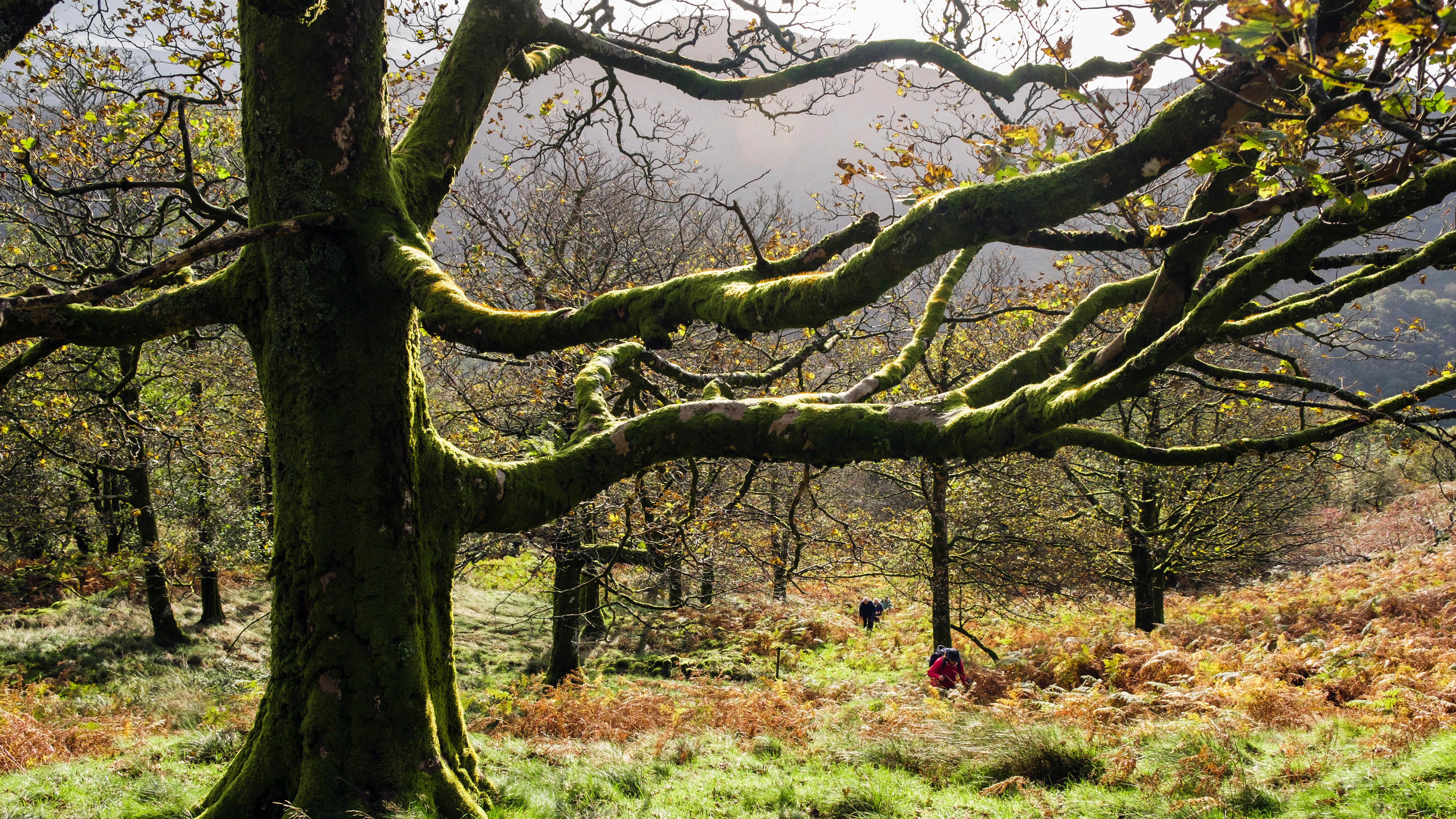 10 woodland sites join National Forest for Wales