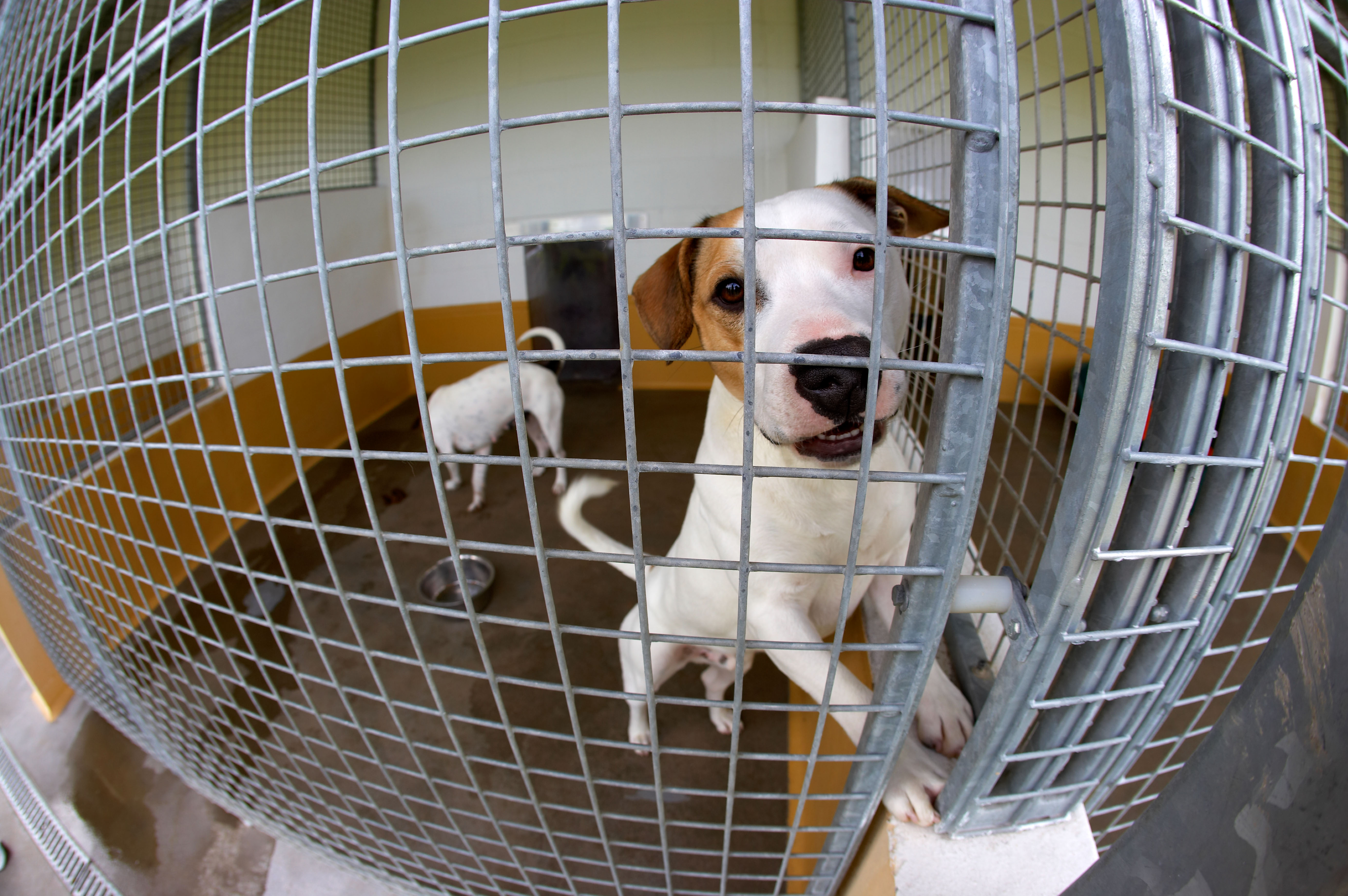 RSPCA: Rise in animal cruelty during summer in Wales