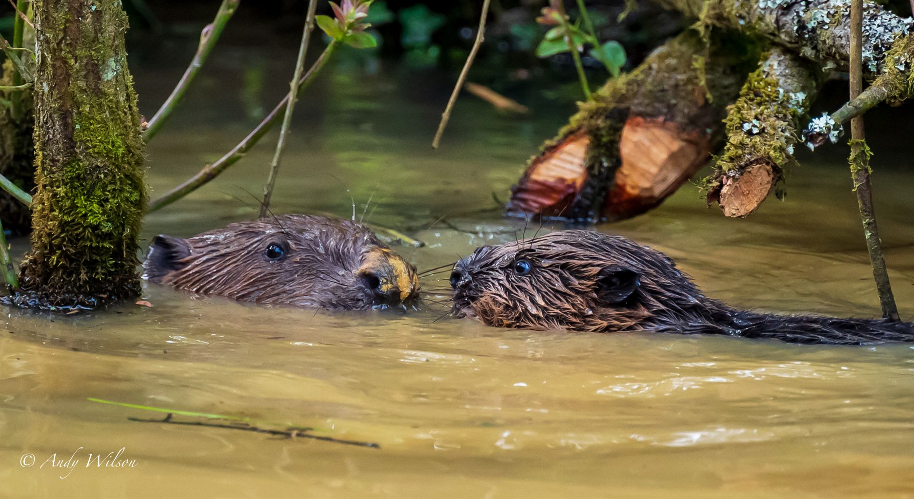 Two baby beavers born at Lost Gardens of Heligan