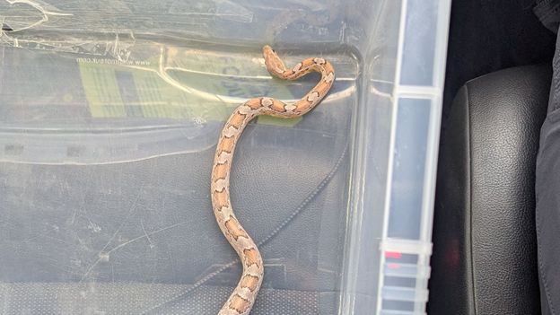 Rise in escaped snakes expected